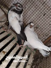  5 مجموعة زغاليل وشبابات للبيع