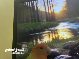  3 ببغاء روز طفره نادره أليف ميه بالميه مابعرف اشي اسمو عض للبيع او للبدل