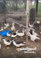  2 بط للبيع تابع الوصف