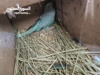  3 ببغاء كويكر. و دره. و فراخ دره و كويكر  تابع وصف طيور بسعر حرق