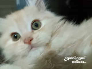  15 بريتش ريد اطراف قصيره لون اشقر شعر طويل وهمالايا تشوكلت بلو بوينت شعر طويل العمر شهرين ونص