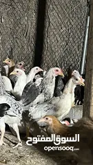  12 للبيع دجاج محلي
