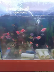  1 petshop &fish