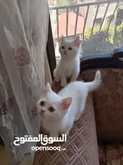  5 3 قطط مكس شانشيلا سكوتش فولد للبيع