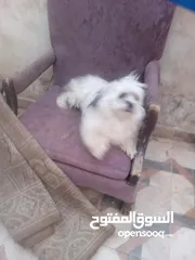  6 كلب فرنسي لعوب