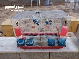  15 عصافير بقلينو للبيع او الاستبدال بدجاج عربي .