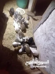  2 ارانب للبيع