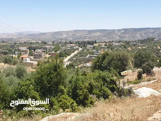  9 ارض 6 دونمات مزروعة زيتون في الصبيحي سعر مغري 100000 قرب التنظيم