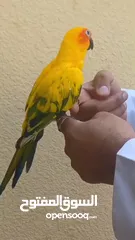  4 Tamed and talking sun conure male