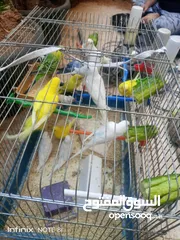  1 طيور للبيع