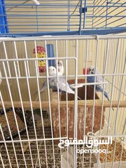  6 Budgerigar parakeets ( Budgie)