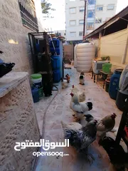  11 بسم الله الرحمن الرحيم متوفر 14 ديك براهما للبيع في عمان جبل الزهور