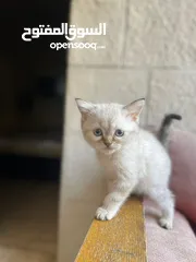  3 قط سيامي مكس شانشيلا