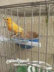  1 طيور كناري جاهزة بحالة وصحة جيدة