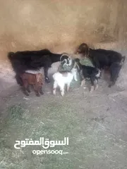  14 خمس معزا و ثلاث جديان