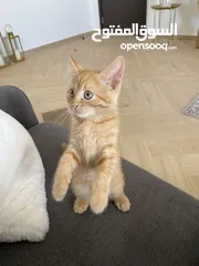  1 Kitten up for adoption