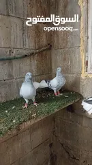  3 نوريه زرقا لبنيه ذنب كركند
