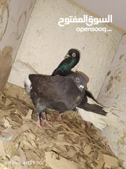  27 حمام جواز بصلات على نبي الحبه ب دينارين واغلبو تحتيو فراخ وبيض
