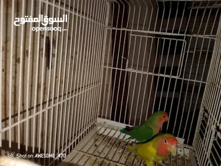  4 روز شغلات اربع جواز للبيع