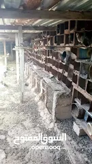  3 حمام بلدي سلاله أكثر من 13 سنه