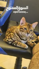  2 Bengal Cat with Passport!