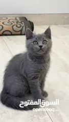  3 بريتش بلو شورت هير بيور British blue shorthair