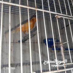  4 خمس فحول نار جيزه و ثلاث حبات انانثي جاهزات على فحول