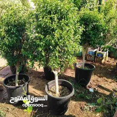  2 ركن المنزل لخدمات الزراعة العامة وتنسيق الحدائق وصيانتها مع خدمة التوصيل لكافة محافظات المملكة