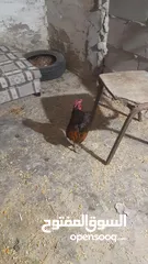  4 جاجه كوبرا راقده