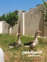  1 جوز وز حجم جامبو للبيع او للبدل على جاج بياض او ارانب موجود في جرش