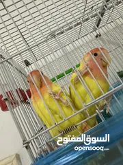  2 جوز روز عين حمرا