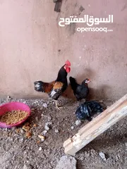  5 دجاج للبيع