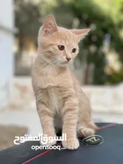  10 مكس الام بريتش الأب سكوتش