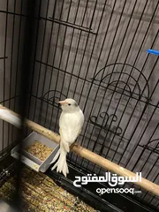  1 ذكر كنار لون ابيض