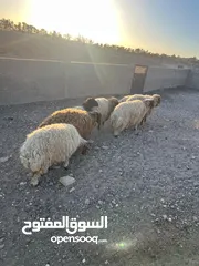  4 7 قراقير اوزان من 55 ل 65