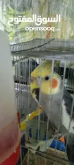  5 2ذكر كوكتيل جاهزات نظافه وصحه 2 جوز حب