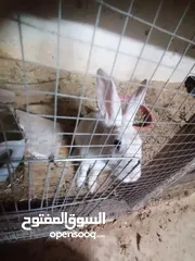  9 ارانب للبيع