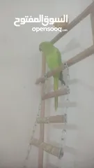  3 طير درة للبيع