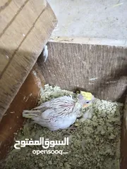  5 مخاليف فيشر وكوكتيل زق جوز دره