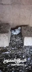  3 جواز حمام شغاله  للبيع  الكوم  17 حبه سعر الحبه دينارين من الاخر