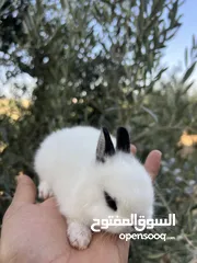  4 ارانب زينه •••الارنب المقزم وانجورا تيدي بير بيور•••