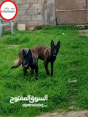  9 متاح جراء بلجم مالينو درايف عالي