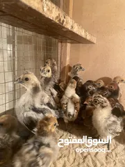  5 فروخ دجاج عربي مميز للبيع