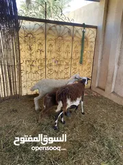  7 جاعدتين وكبش