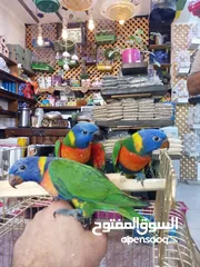  4 لوري اليف زق يدوي