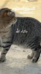  1 للبيع قطين سكوتش