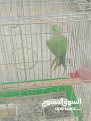  1 ببغاء دره هندي