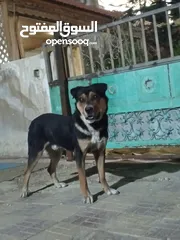  1 كلب روت للبيع او للبدل