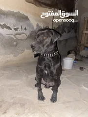  2 كلب مفقود ..