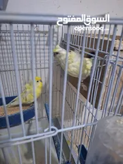  14 غرفة طيور حب هوغو وبردات انكليزي على هوغو للبيع بسعر حرق